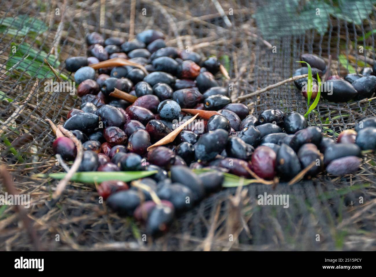 Fruits de couleur foncée rassemblés sur un filet à mailles, à l'extérieur. Banque D'Images