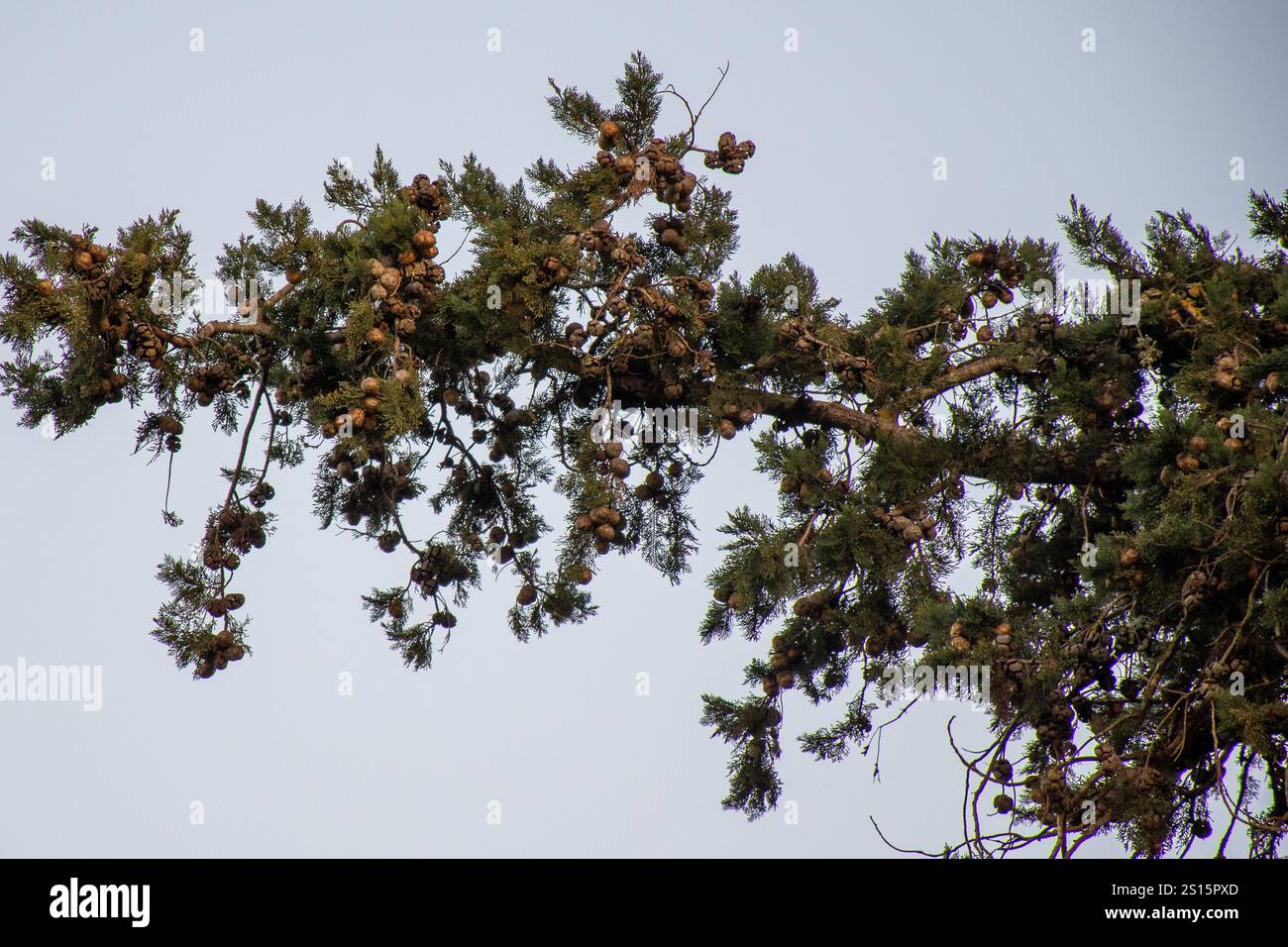 Cônes chargés branche d'arbre à feuilles persistantes contre un ciel pâle. Banque D'Images