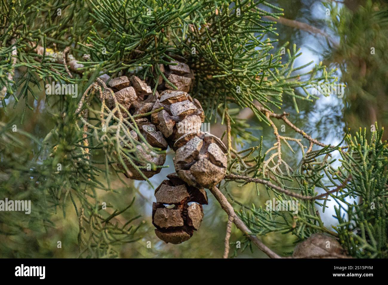 Gros plan de cônes matures sur des branches d'arbres à feuilles persistantes. Banque D'Images