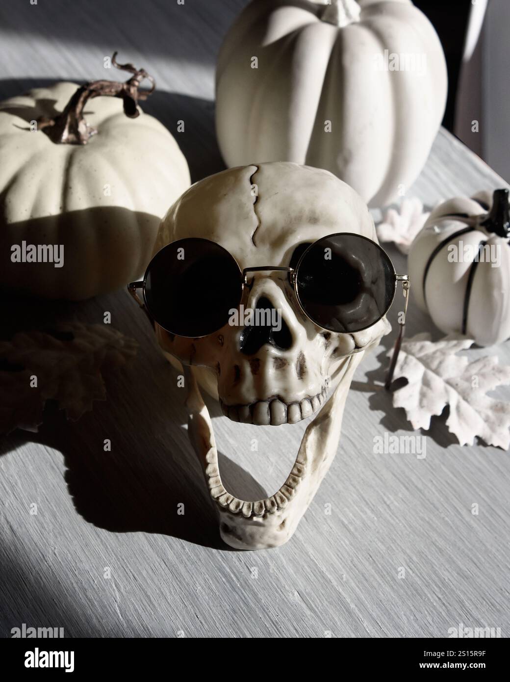 Un crâne squelette a des lunettes de soleil sur la mâchoire ouverte sur une table avec la lumière du soleil et divers pros de décoration de citrouilles blanches pour une idée effrayante d'halloween. Banque D'Images