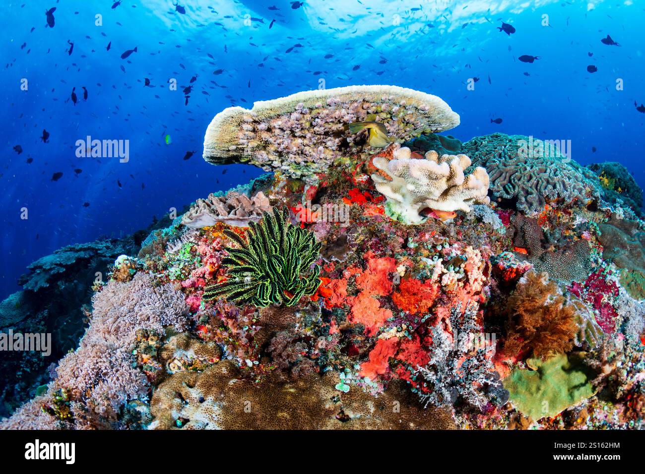 Poissons tropicaux à côté de coraux durs et mous sur un récif corallien sain Banque D'Images