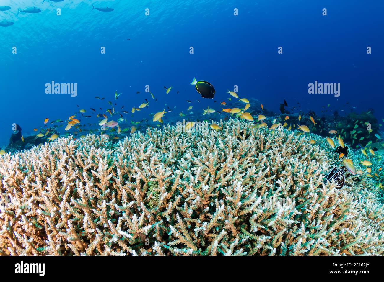 Papillons et demoiselles dans la protection des coraux durs sur un récif tropical à Bali Banque D'Images