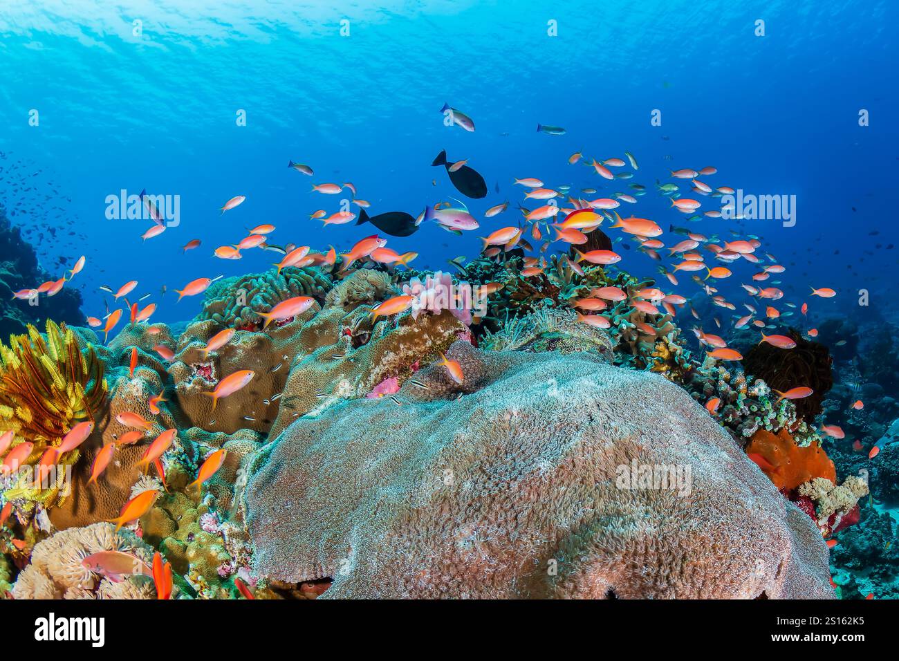 Anthias colorées et autres poissons tropicaux autour des coraux durs sur un récif indonésien sain Banque D'Images