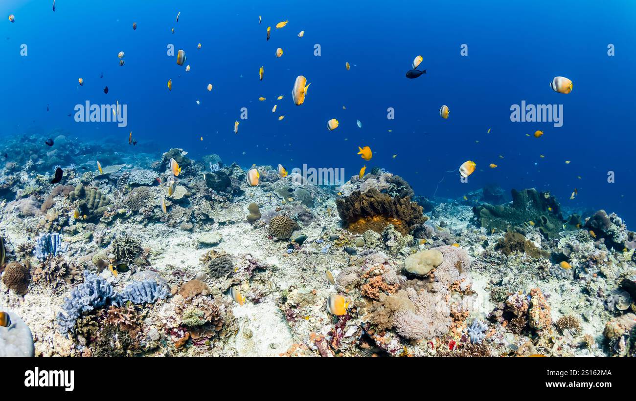 Poisson papillon sur un récif corallien d'eau peu profonde à Bali Banque D'Images