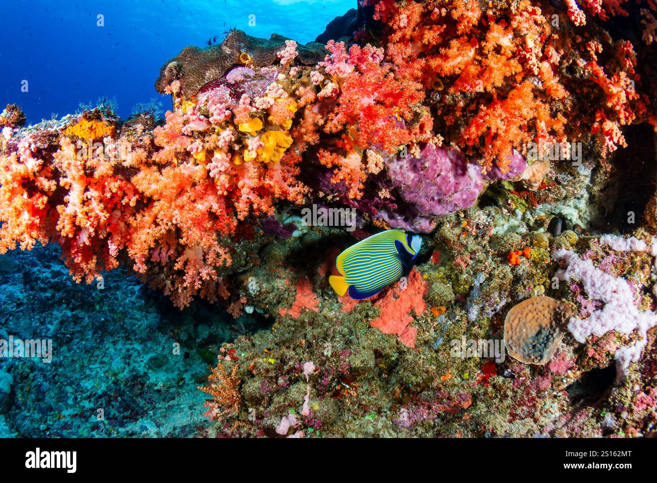 Coraux mous et poissons papillons aux couleurs vives sur un récif corallien tropical en Indonésie Banque D'Images