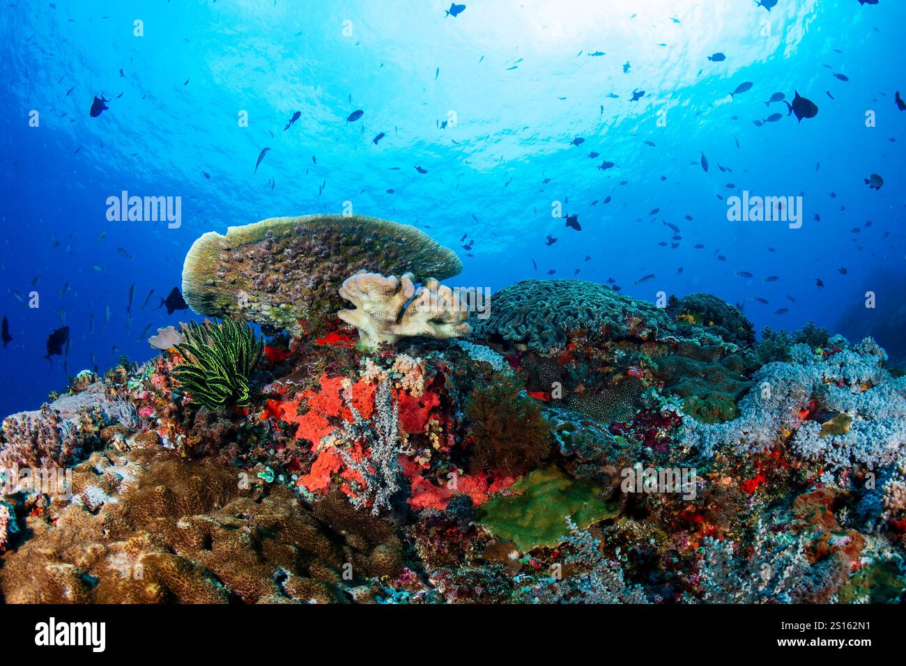 Poissons tropicaux à côté de coraux durs et mous sur un récif corallien sain Banque D'Images