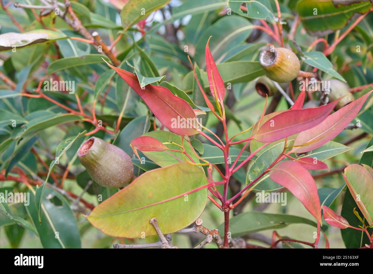 Croissance de nouvelles feuilles rouges sur un arbre Corymbia ficifolia, montrant également des gousses de graines et des feuilles plus anciennes. Banque D'Images