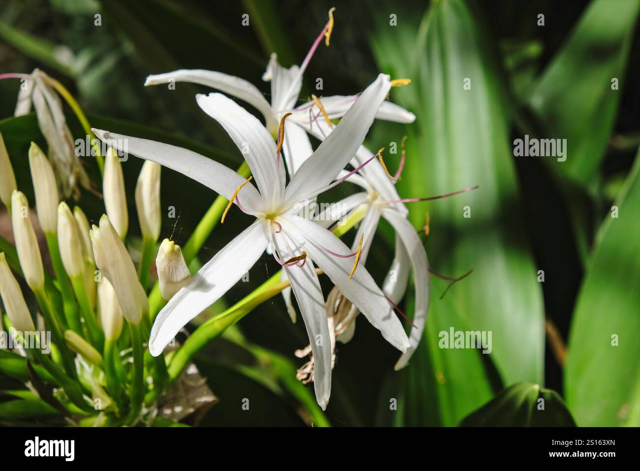 Fleurs blanches de Crinum pedunculatum et boutons floraux avec des feuilles vert foncé à brides en arrière-plan. Banque D'Images