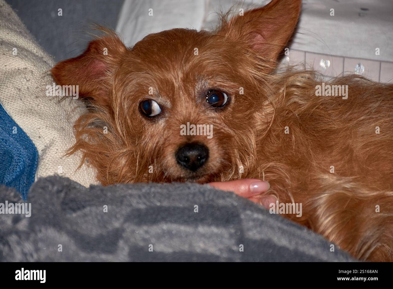 Gros plan d'un petit chien rougeâtre confortablement allongé sur un canapé moelleux. Les yeux attentifs et les oreilles droites du chien indiquent sa curiosité et sa vigilance Banque D'Images