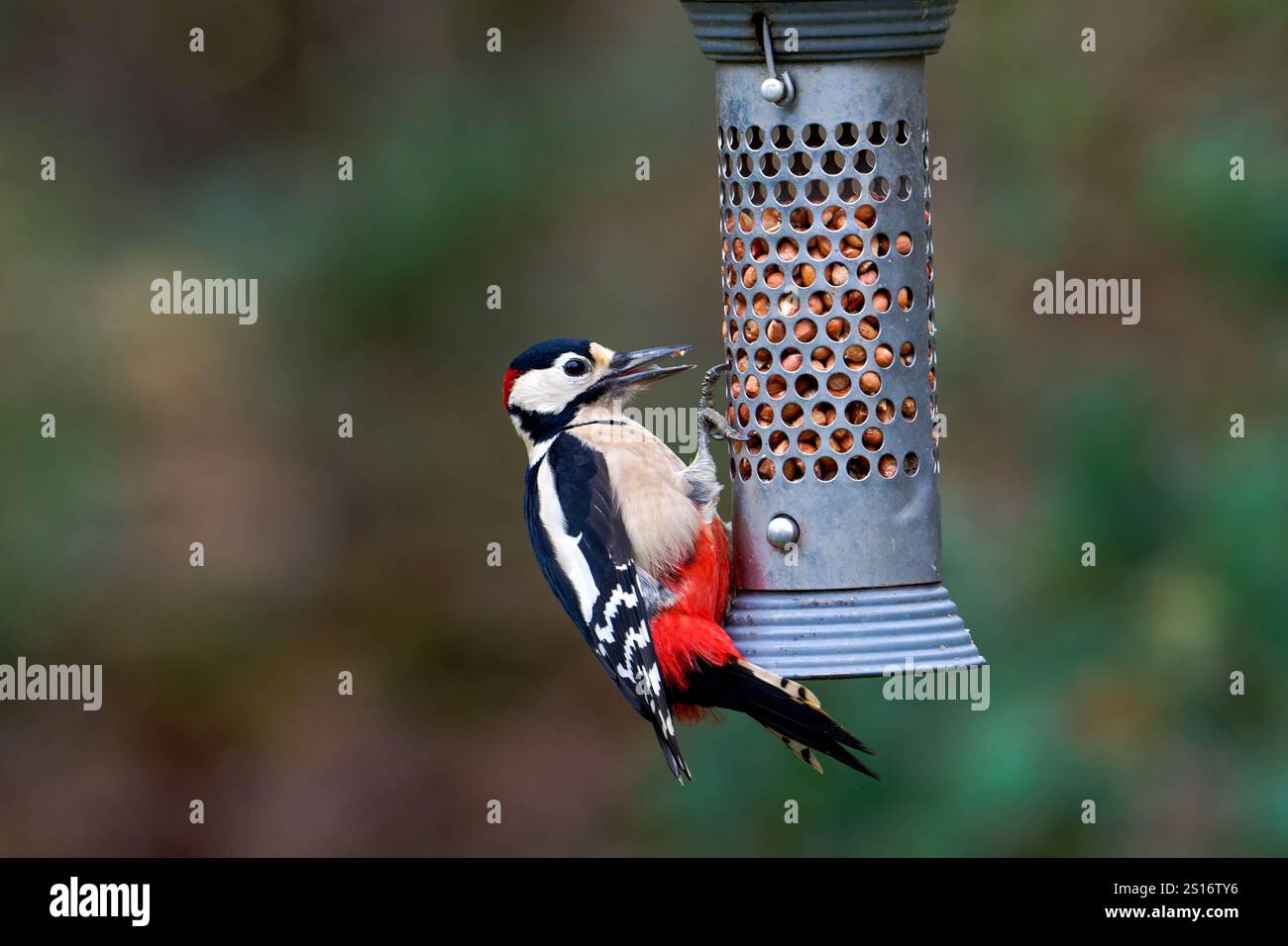 Grand pic-bois tacheté mâle -Dendrocopos aliments principaux d'une mangeoire de jardin. Banque D'Images