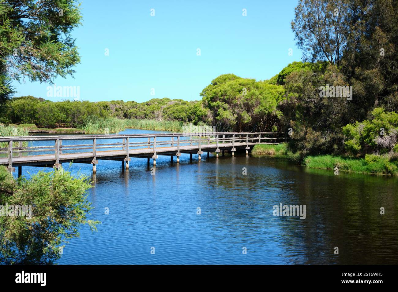 Une promenade à travers la zone humide dans la réserve de Big Swamp avec des roseaux et Casuarina et des arbres à écorce de papier à South Bunbury, au sud-ouest de l'Australie occidentale. Banque D'Images