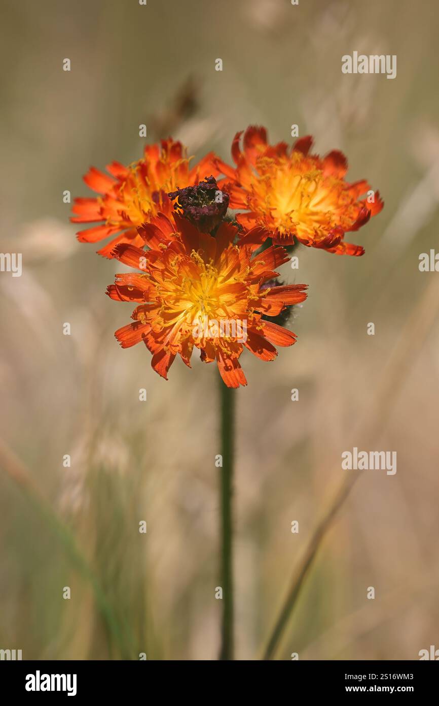 L'aubaine orange, Pilosella aurantiaca, également connue sous le nom de (bœuf et oursons, pinceau du diable ou Grim-the-collier, plante à fleurs sauvages originaire de Finlande Banque D'Images