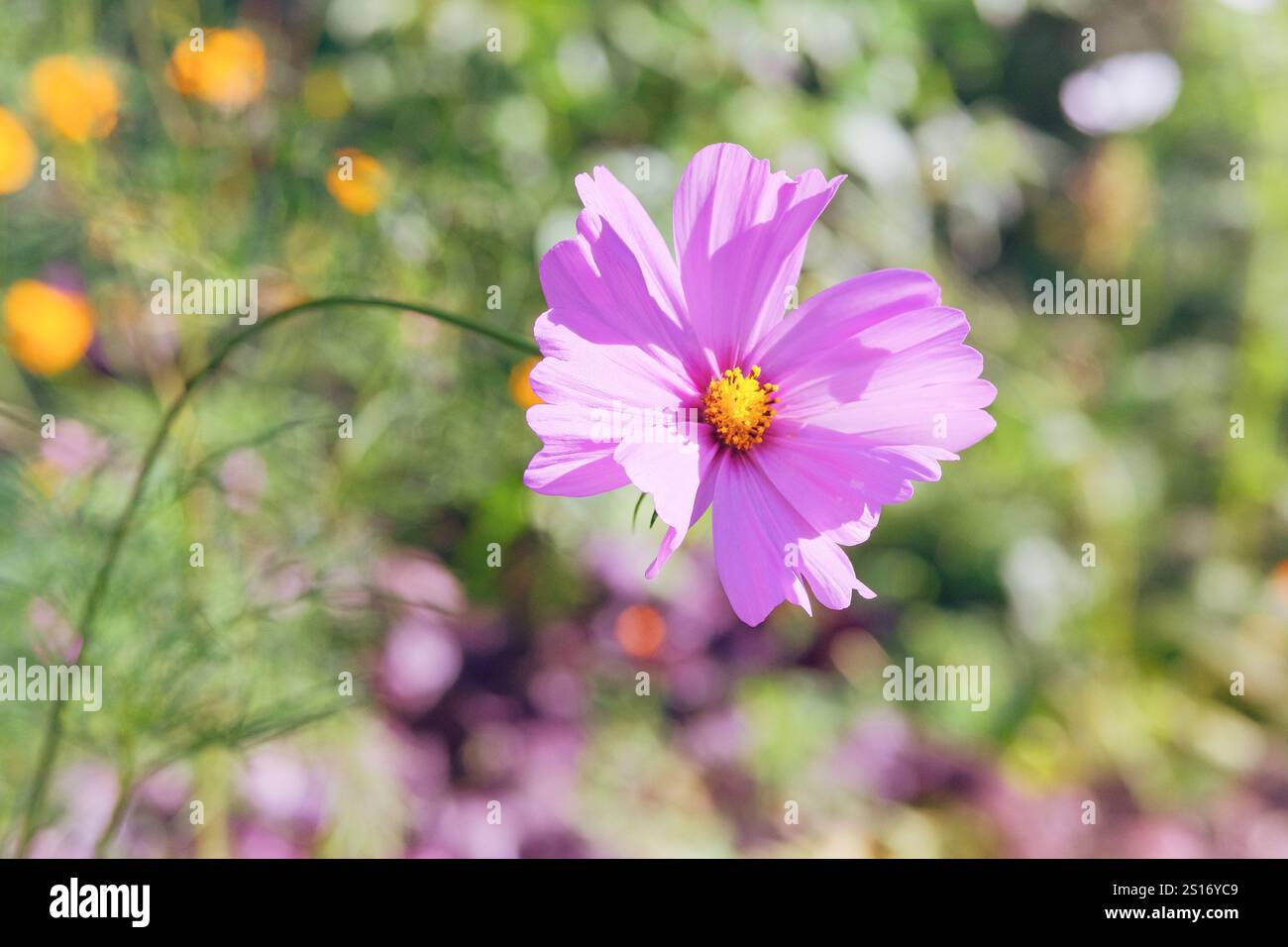 Cosmos dans le pré. Fond de fleurs violettes. Fleurs romantiques en fleurs. Cottage jardin. Banque D'Images