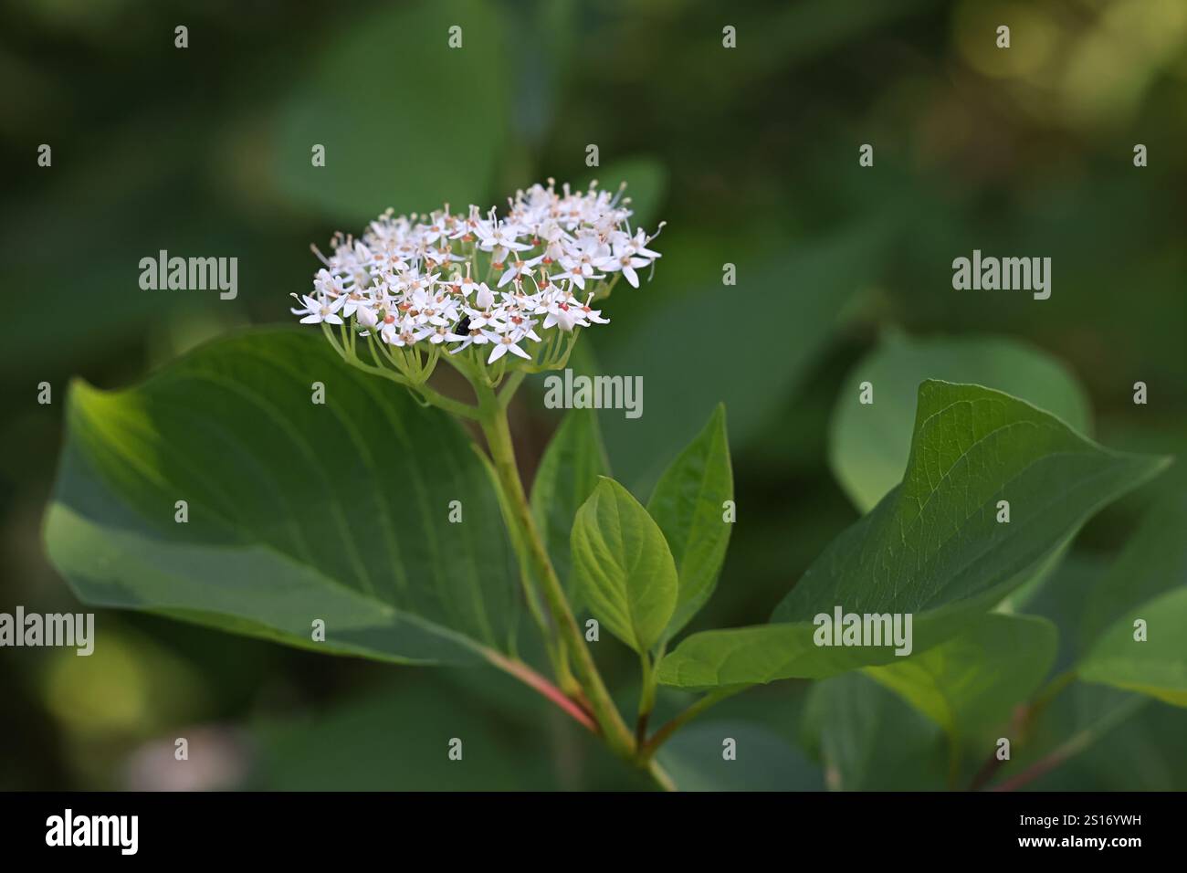 Cornouiller de Sibérie, Cornus alba, également connu sous le nom de cornouiller tataire ou de cornouiller rouge/écorché, arbuste envahissant de Finlande Banque D'Images