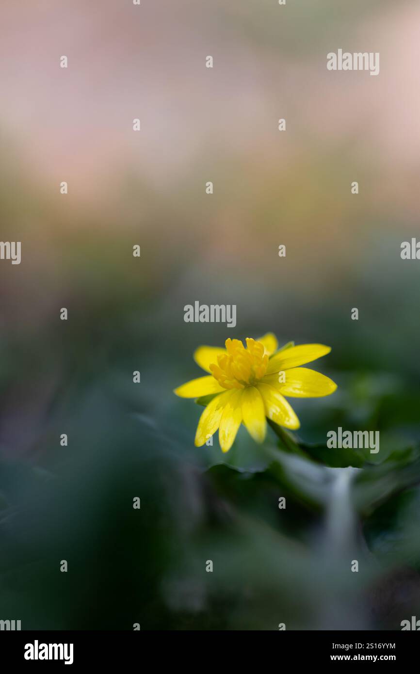 Une fleur de célandine moindre (Dicaria verna) en pleine floraison avec un fond flou Banque D'Images Une fleur de célandine moindre (Dicaria verna) en pleine floraison avec un fond flou Banque D'Images
