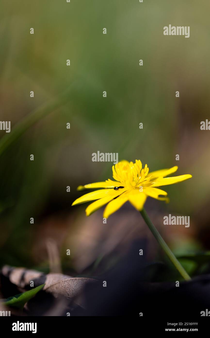 Une fleur de célandine moindre (Dicaria verna) en pleine floraison avec un fond flou Banque D'Images Une fleur de célandine moindre (Dicaria verna) en pleine floraison avec un fond flou Banque D'Images
