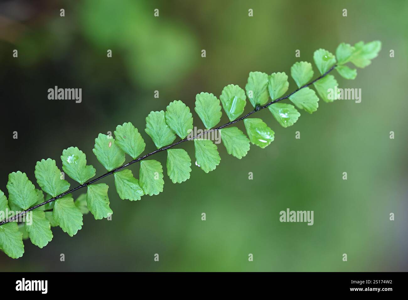 Asplenium trichomanes, connu sous le nom de maidenhair spléenwort, plante sauvage de Finlande Banque D'Images