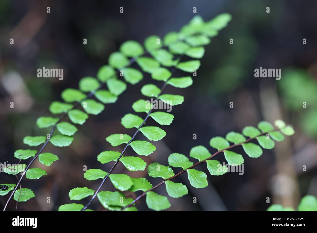 Asplenium trichomanes, connu sous le nom de maidenhair spléenwort, plante sauvage de Finlande Banque D'Images