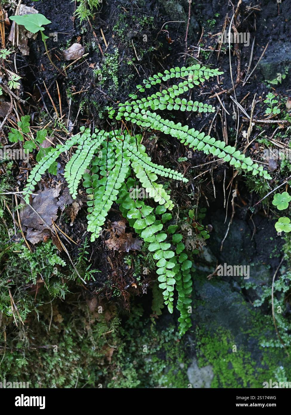 Asplenium trichomanes, connu sous le nom de maidenhair spléenwort, plante sauvage de Finlande Banque D'Images