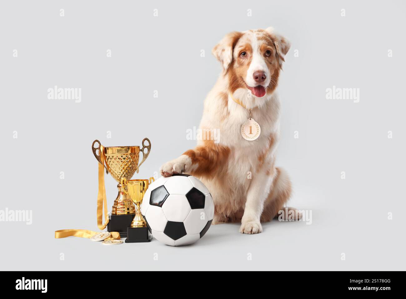 Chien berger australien mignon avec médaille de la première place, ballon de football et tasses d'or sur fond clair Banque D'Images