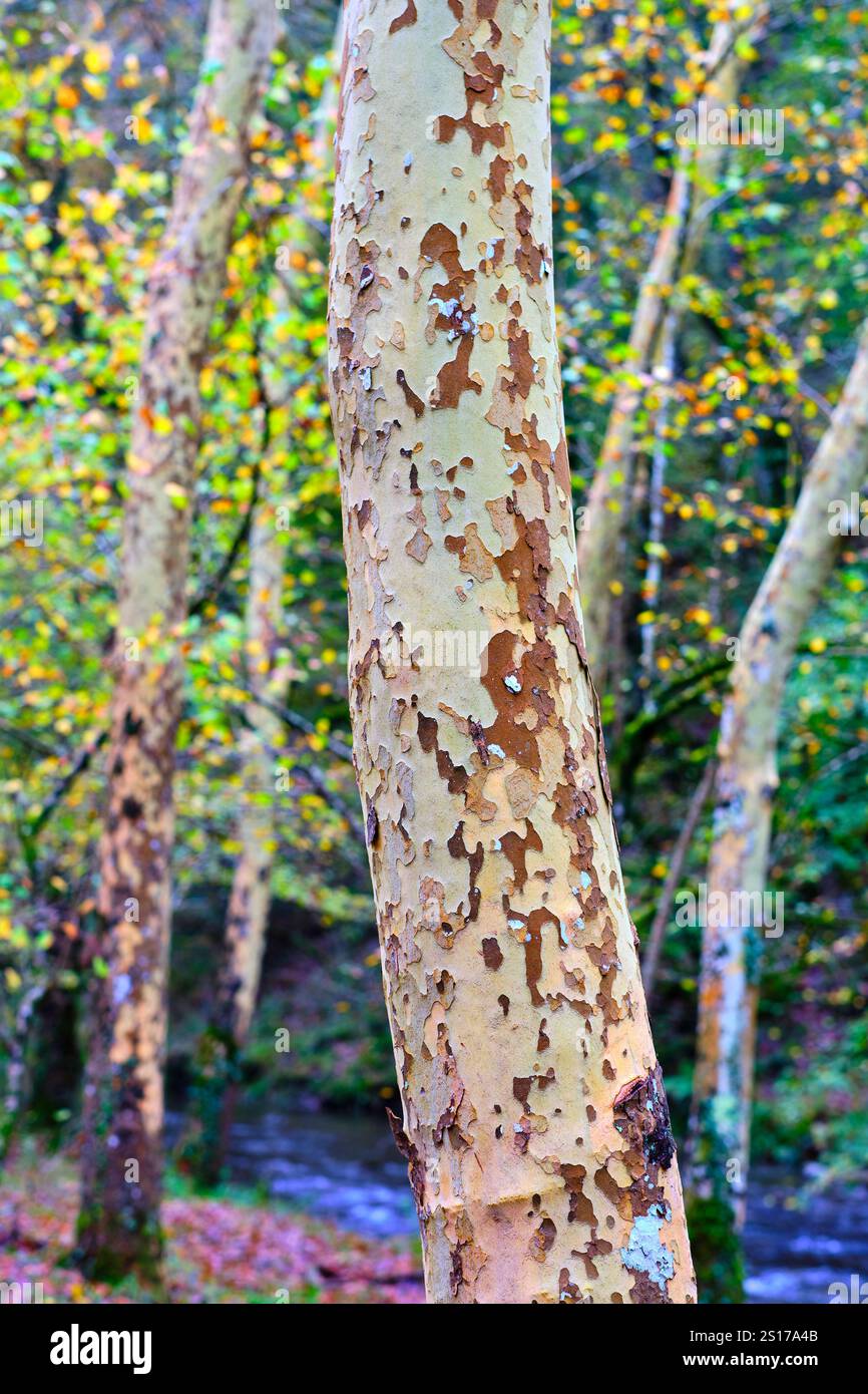 Vue rapprochée du tronc d'un platane londonien (Platanus hispanica) dans la forêt d'Ucieda, vallée de Cabuerniga, Cantabrie, Espagne. Le BA distinctif Banque D'Images