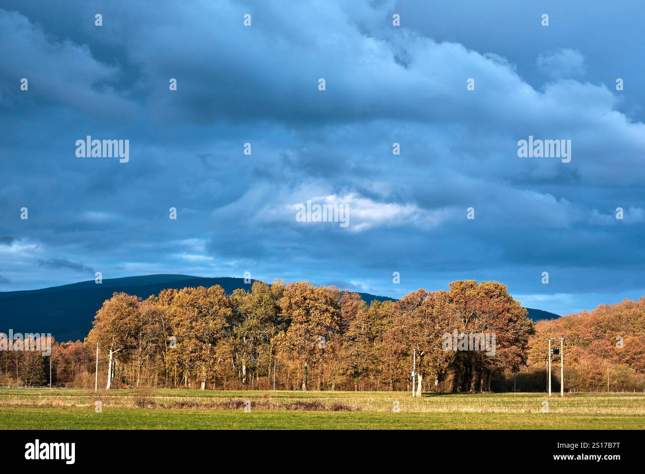 Une vue panoramique d'une forêt d'automne avec des feuilles dorées et orange sous un ciel nuageux spectaculaire. L'image capture la beauté du changement saisonnier dans un R Banque D'Images