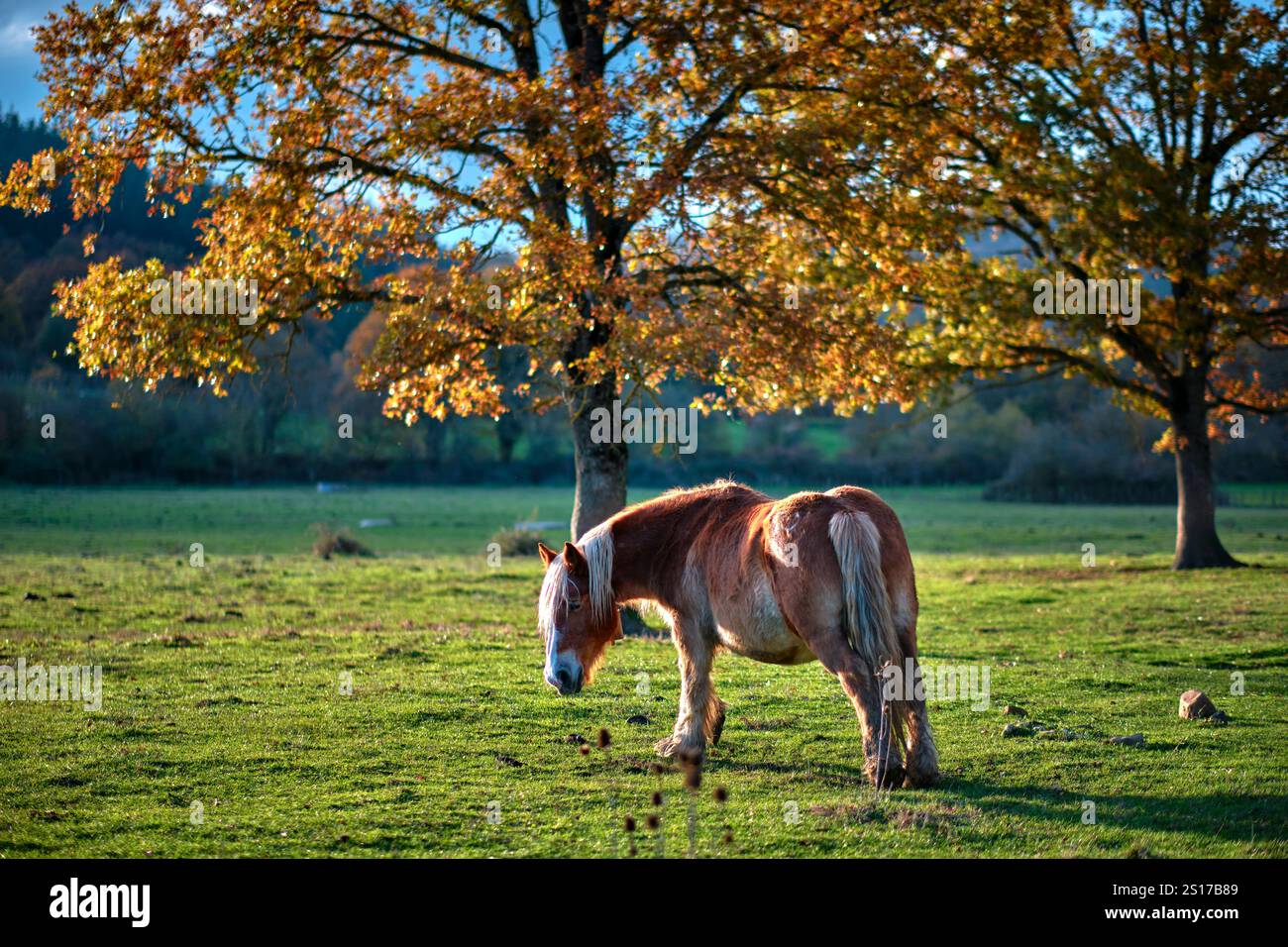 Un cheval pèle paisiblement dans un champ verdoyant et luxuriant en automne, entouré de grands chênes aux feuilles dorées. Bitoriano, Alava, pays Basque, Spa Banque D'Images