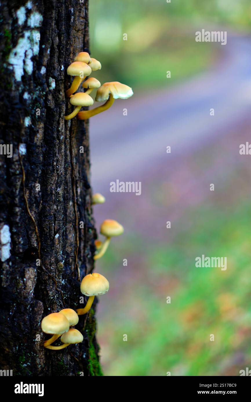 Gros plan d'un groupe de petits champignons sauvages jaune orangé qui poussent du côté d'un tronc d'arbre dans la forêt luxuriante d'Ucieda, vallée de Cabuerniga, Banque D'Images