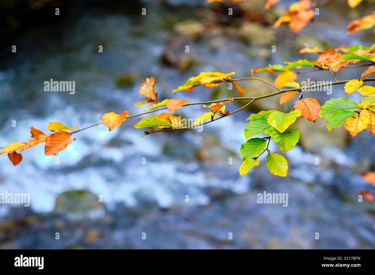 Gros plan de feuilles de hêtre colorées en automne, capturées dans la forêt d'Ucieda dans la vallée de Cabuerniga, Cantabrie, Espagne. Ucieda Cantabria ESPAGNE Copyrigh Banque D'Images