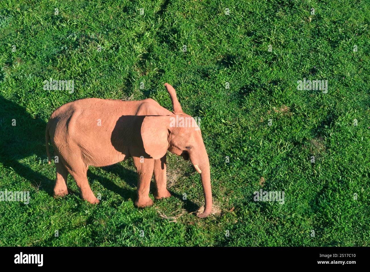 Un éléphant Loxodonta africana se tient debout dans un champ herbeux. La scène est paisible et sereine. Parc naturel de Cabarceno. Cantabrie, Espagne. Cantabria SPA Banque D'Images