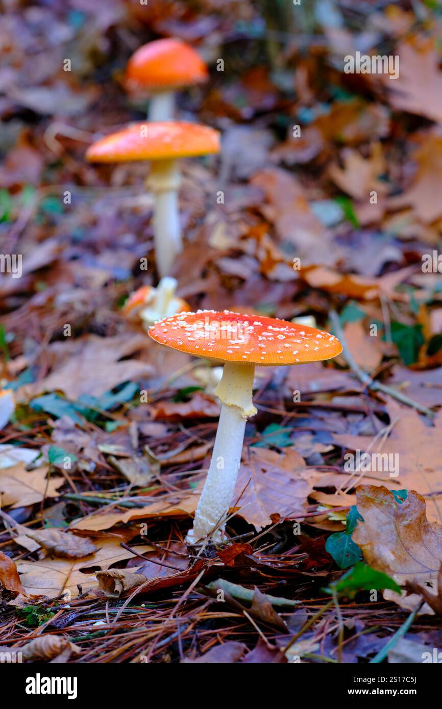 Gros plan de deux champignons agariques Amanita muscaria ou mouches avec des chapeaux oranges et des taches blanches, poussant parmi les feuilles tombées dans une forêt de chênes à Ucieda, Cab Banque D'Images