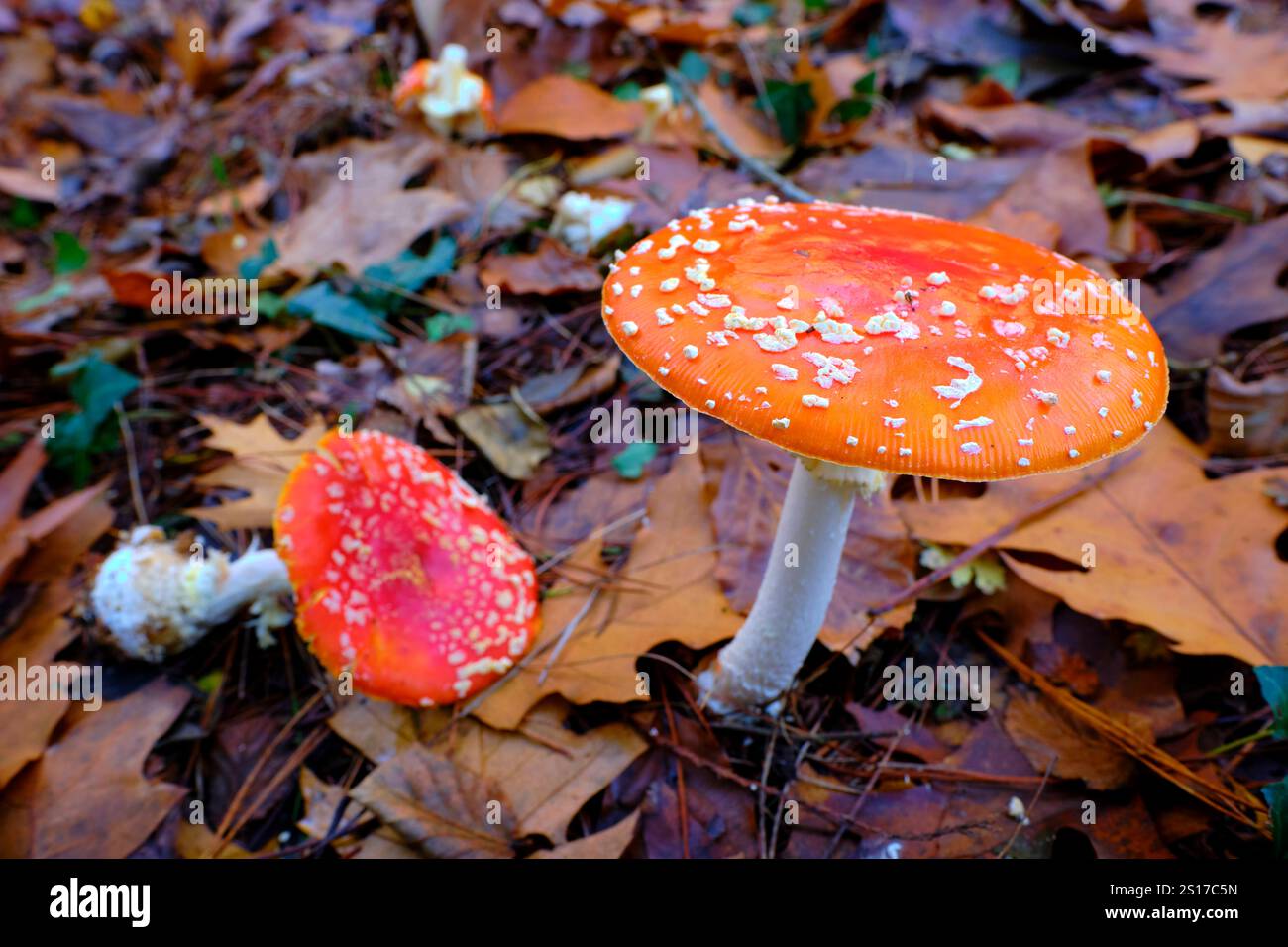 Gros plan de deux champignons agariques Amanita muscaria ou mouches avec des chapeaux oranges et des taches blanches, poussant parmi les feuilles tombées dans une forêt de chênes à Ucieda, Cab Banque D'Images