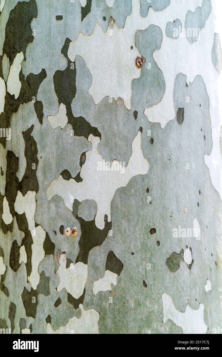 Gros plan de l'écorce irrégulière noire, gris-vert et blanche du platane de Londres Platanus x acerifolia. Banque D'Images