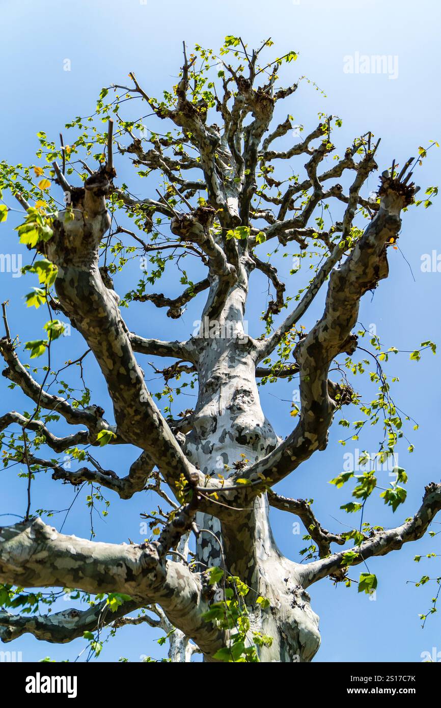 Regardant vers le haut un platane londonien, Platanus x acerifolia, sur un fond bleu ciel ensoleillé. L'arbre a été poinçonné et n'a que quelques feuilles. Banque D'Images