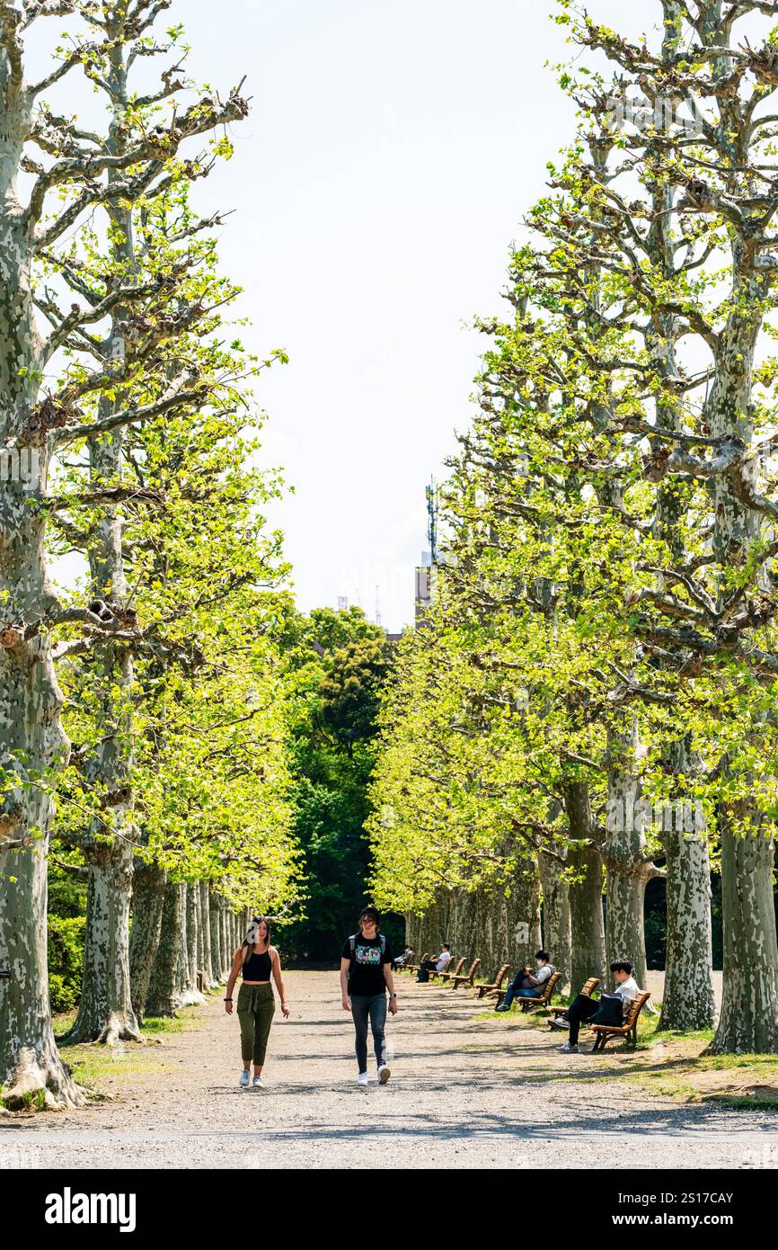 Jeune couple caucasien heureux marchant le long de l'avenue de deux rangées de platanes londoniens, platanus x acerifolia, au Shinjuku Gyoen, jardin national Banque D'Images