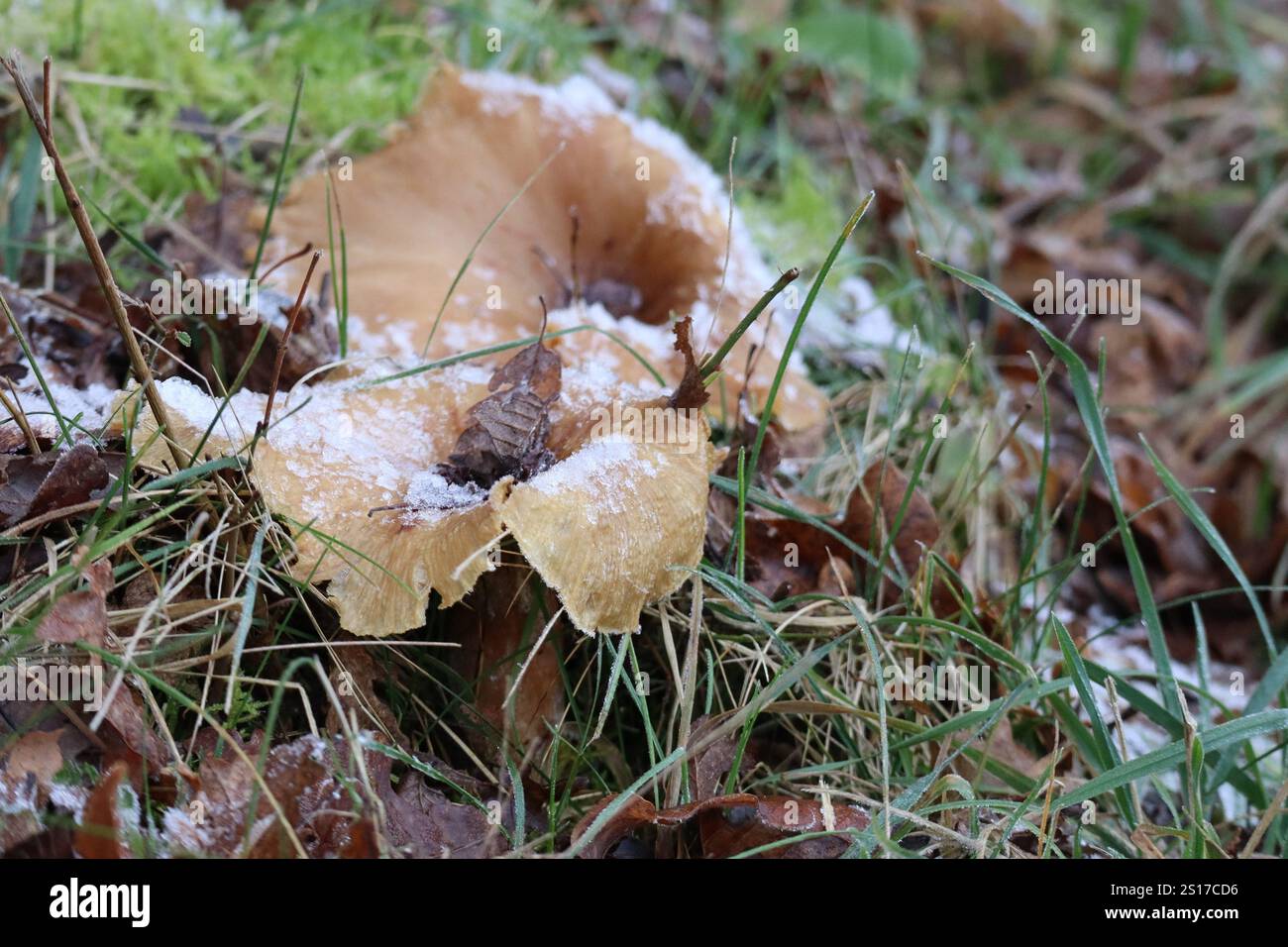 Champignon commun en entonnoir avec Hoarfrost Banque D'Images