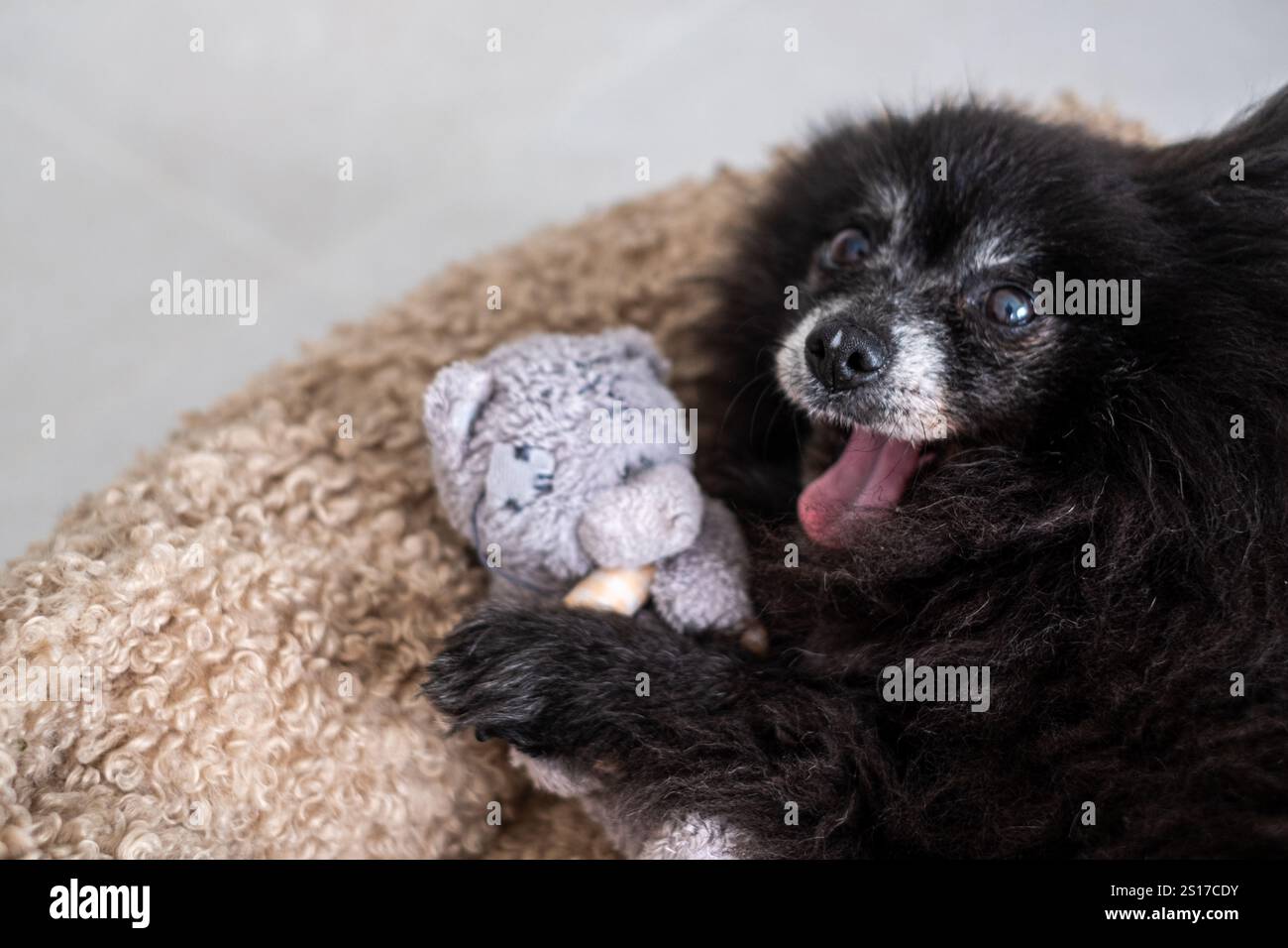Un petit chien noir repose confortablement sur une couverture en peluche, tenant un jouet en peluche gris. Le chien semble joyeux, avec Banque D'Images