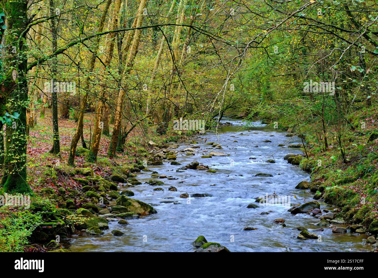 Une scène tranquille de la rivière Bayones qui coule à travers une forêt dense à Ucieda, dans la vallée de Cabuerniga, Cantabrie, Espagne. Ucieda Cantabria ESPAGNE Banque D'Images