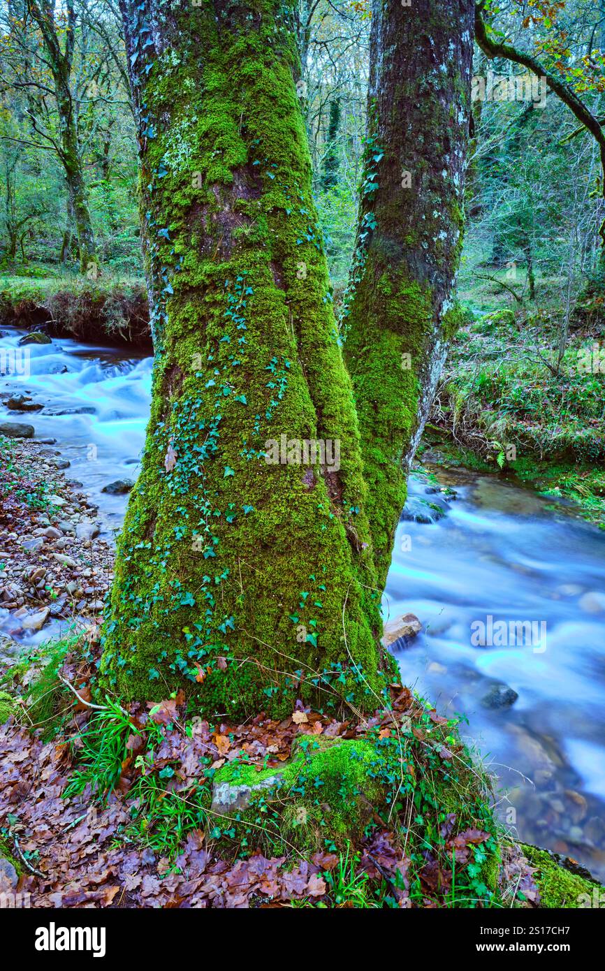 Gros plan de hêtres couverts de mousse près de la rivière Bayones à Ucieda, situé dans la pittoresque vallée de Cabuerniga, Cantabrie, Espagne. Ucieda Cantabria ESPAGNE Banque D'Images