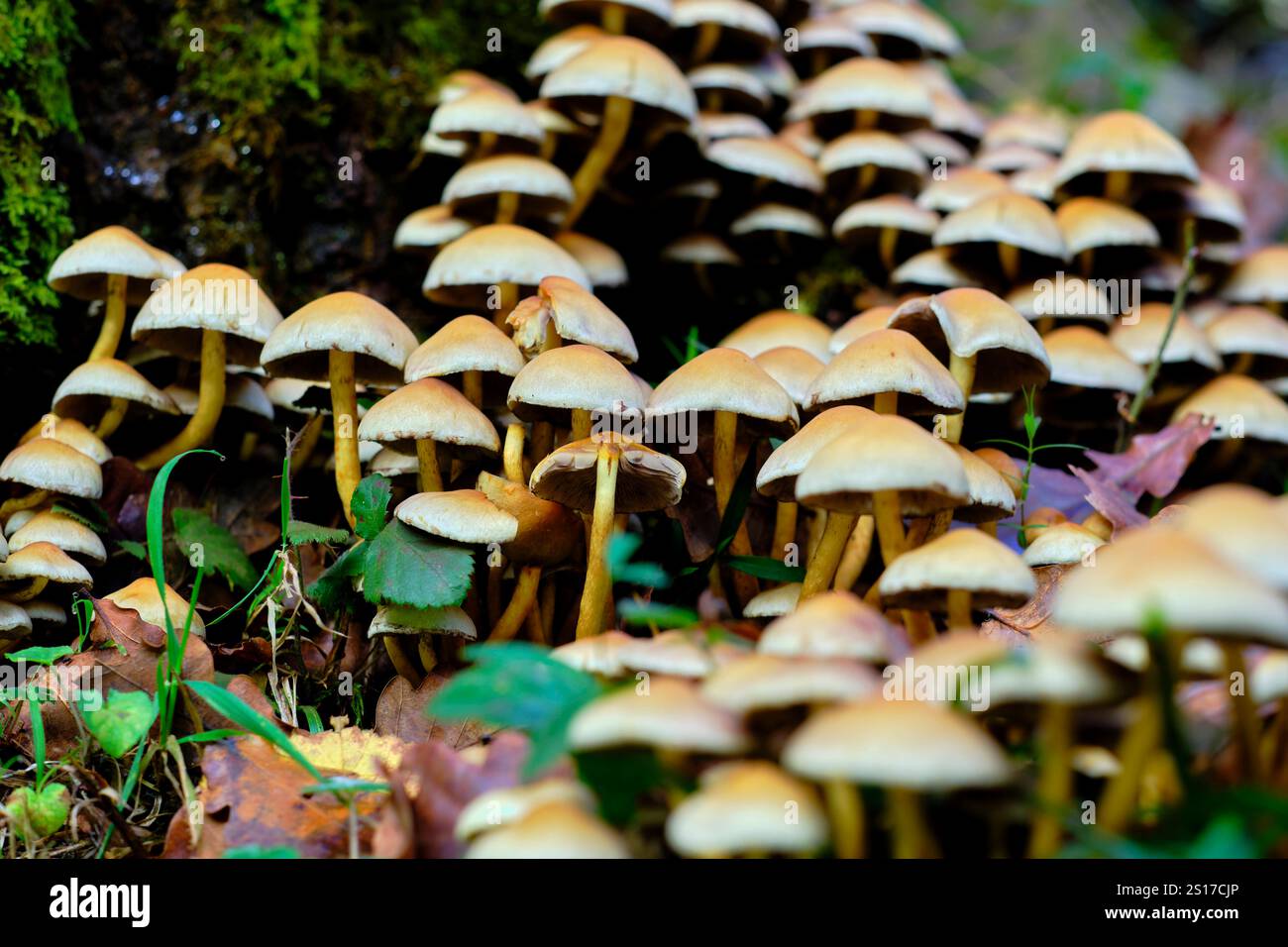 Gros plan d'un amas dense de champignons Armillaria poussant dans le sol forestier d'Ucieda, dans la vallée de Cabuerniga, Cantabrie, Espagne. Ucied Banque D'Images