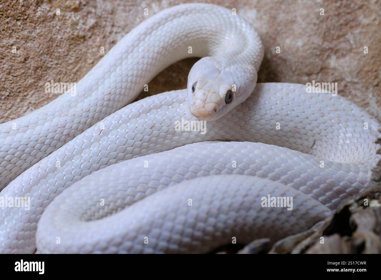 Serpent de rat du Texas Pantherophis obsoletus lindheimeri. Est un coluhybride non venimeux, trouvé aux États-Unis, principalement dans l'état du Texas. Cabarceno Na Banque D'Images