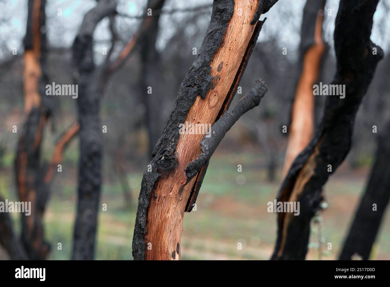 Gros plan détaillé d'un tronc d'arbre brûlé avec son écorce intérieure exposée, mettant en évidence les effets d'un récent feu de forêt. L'image capture le contraste BE Banque D'Images