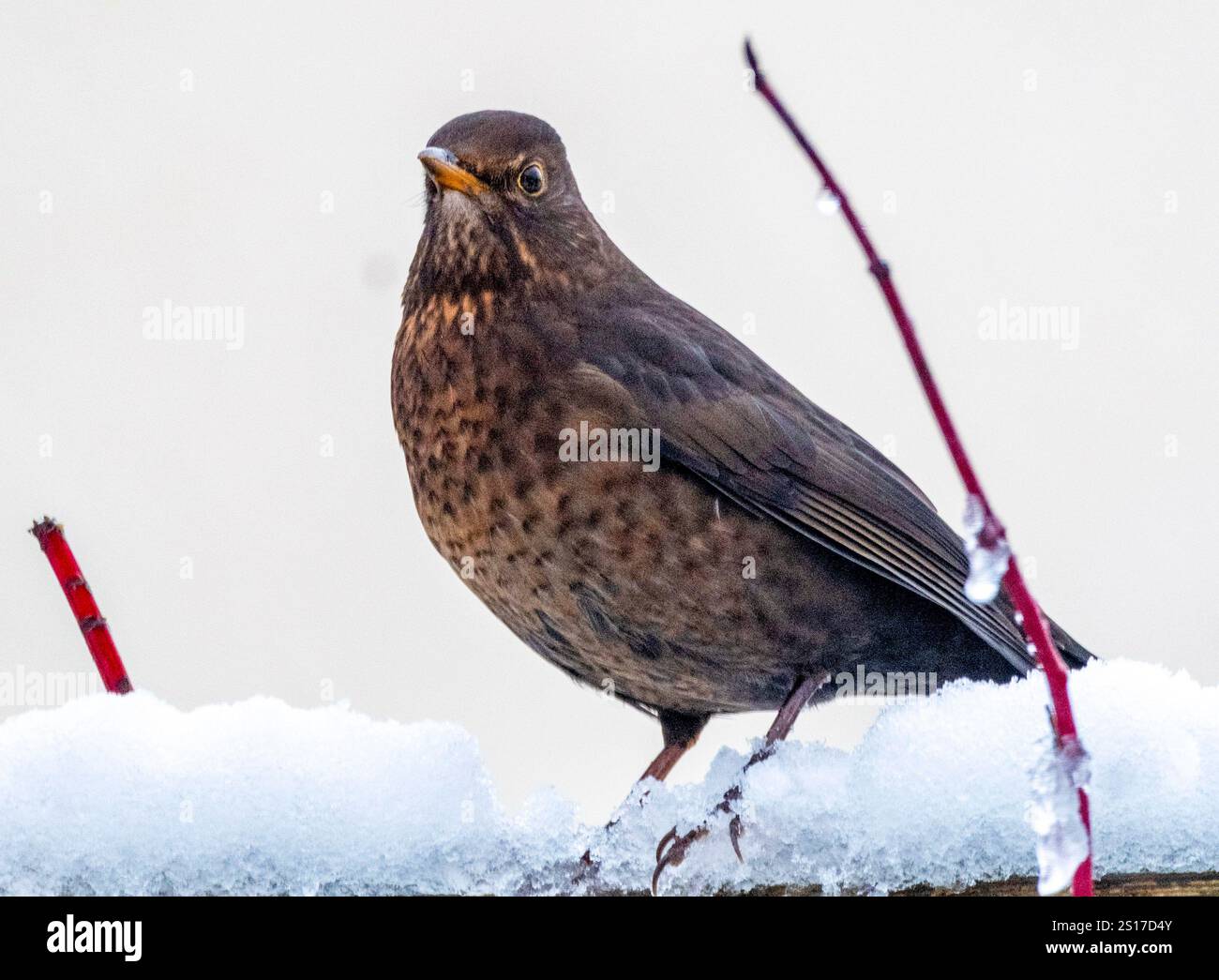 Femelle Blackbird (Turdus merula) cherchant de la nourriture dans la neige, West Lothian, Royaume-Uni Banque D'Images Femelle Blackbird (Turdus merula) cherchant de la nourriture dans la neige, West Lothian, Royaume-Uni Banque D'Images