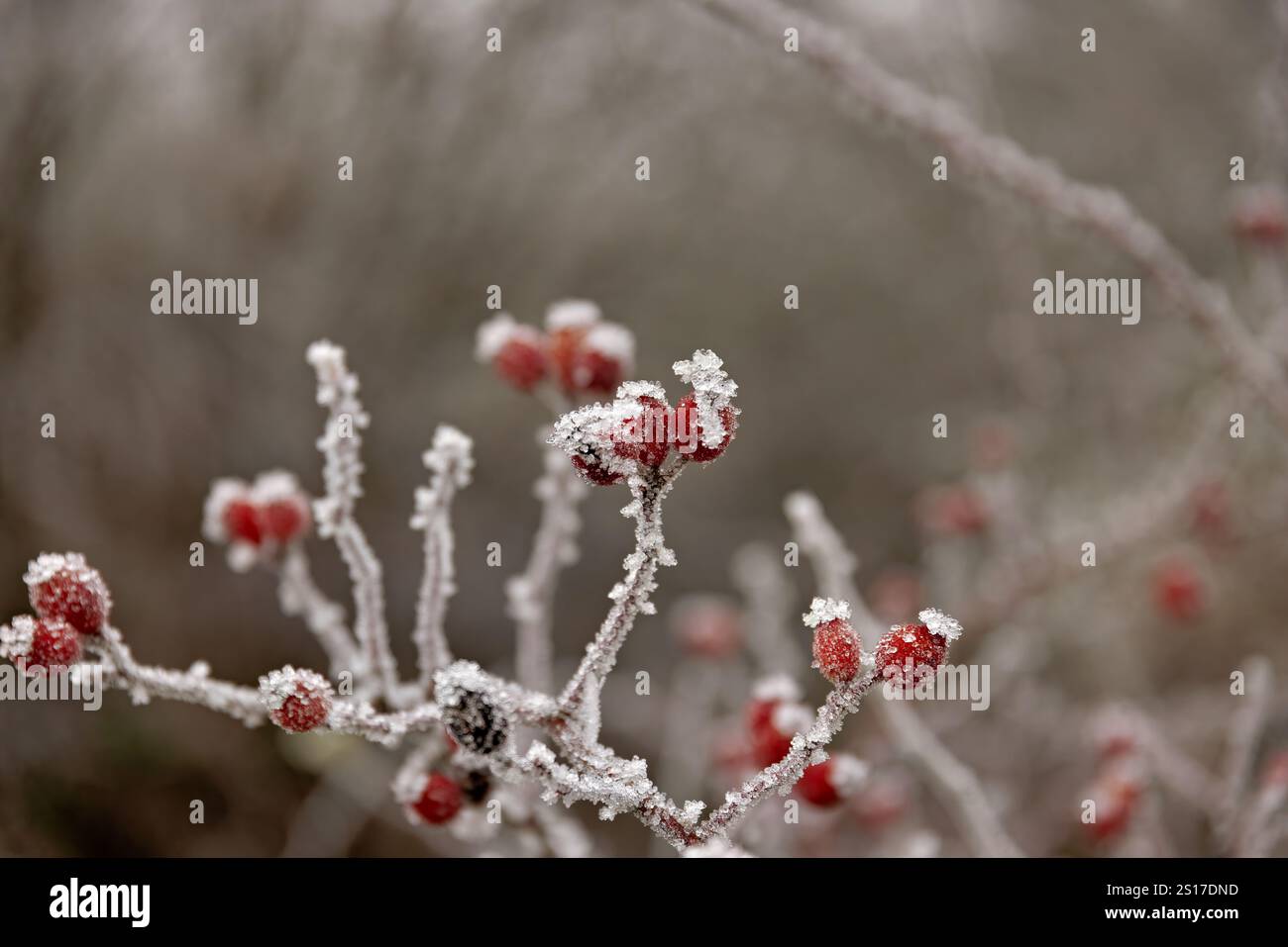 hanches roses rouges sur une branche couverte de cristaux de glace en hiver Banque D'Images