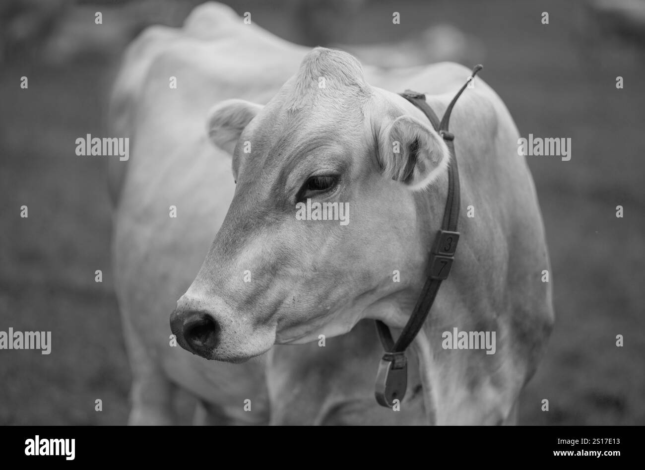 Vache de bétail pâturant sur les terres agricoles. Pâturage des vaches dans un pré avec herbe. Vaches Herd sur un champ d'herbe. Vache mature dans un champ vert. Vaches en pâturage en naturel Banque D'Images