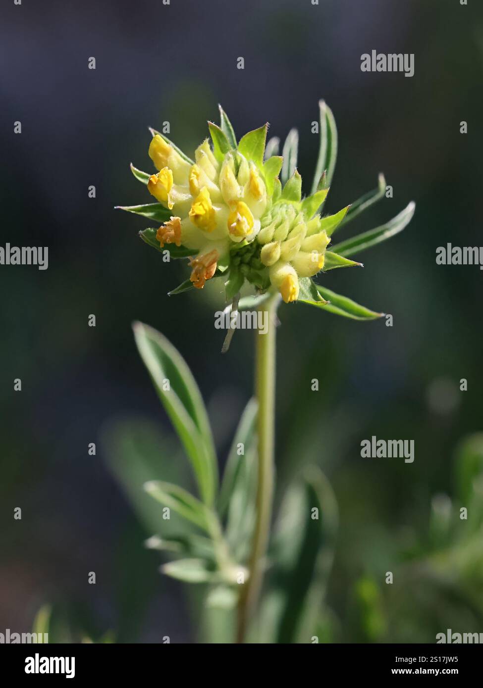 Haricot de rein, Anthyllis Vulneraria, également connu sous le nom de haricot commun, haricot de rein, doigts de femme ou Woundwort, plante sauvage de Finlande Banque D'Images
