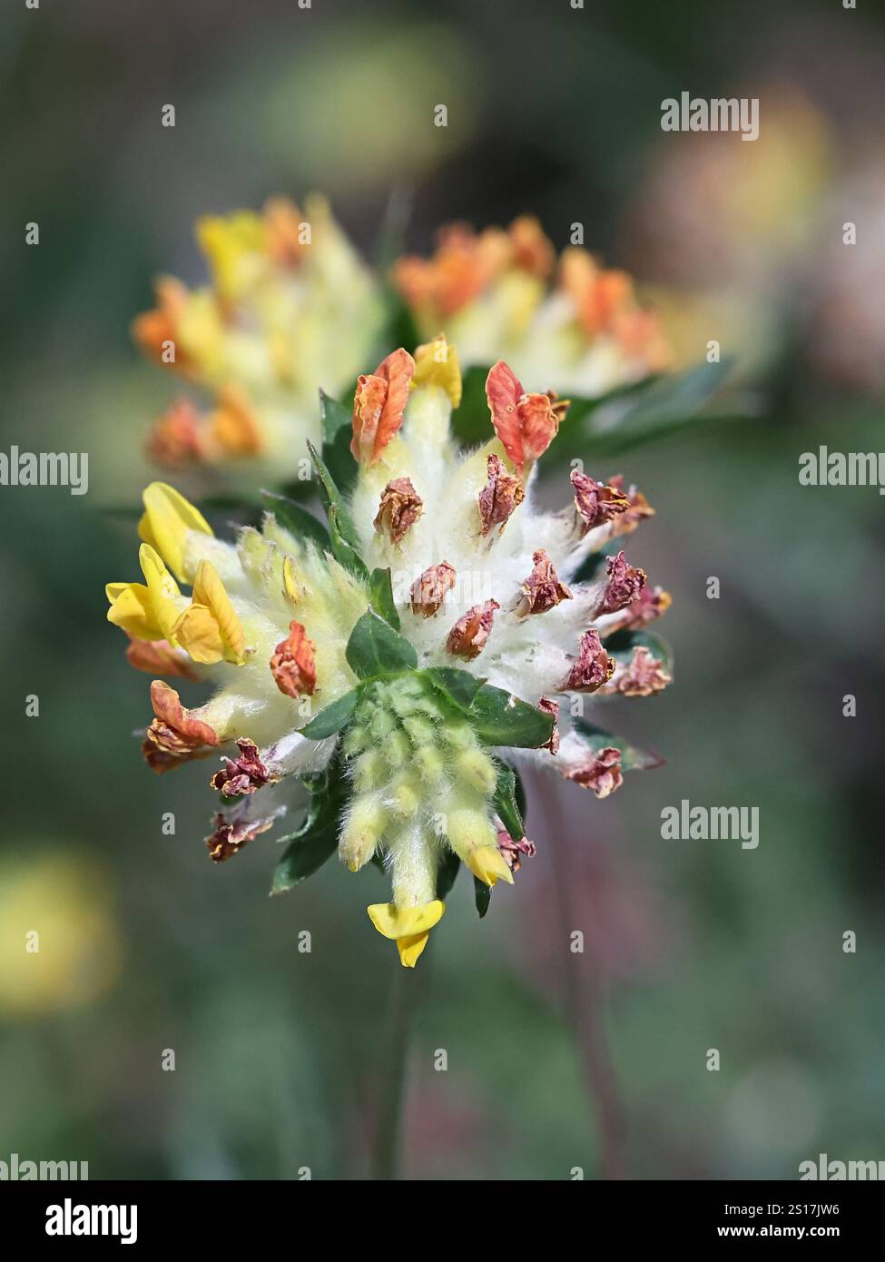 Kidney Vetch, Anthyllis Vulneraria, également connu sous le nom de Common Kidneyvetch, Kidney-Vetch, Ladies’ Fingers ou Woundwort, plante à fleurs sauvages originaire de Finlande Banque D'Images