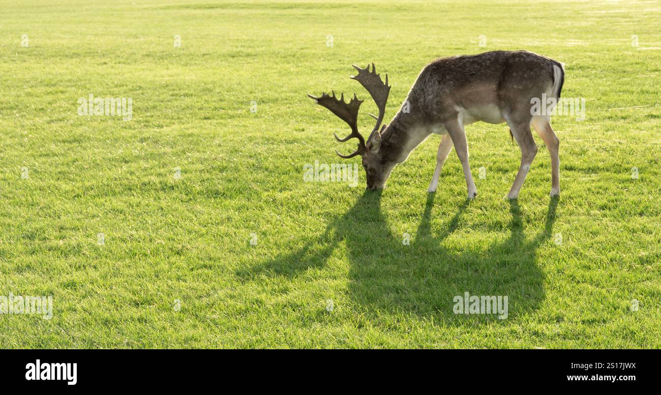Un cerf pèle sur l'herbe dans un champ. Concept de tranquillité et de tranquillité, comme le cerf se nourrit calmement de l'herbe verte luxuriante Banque D'Images
