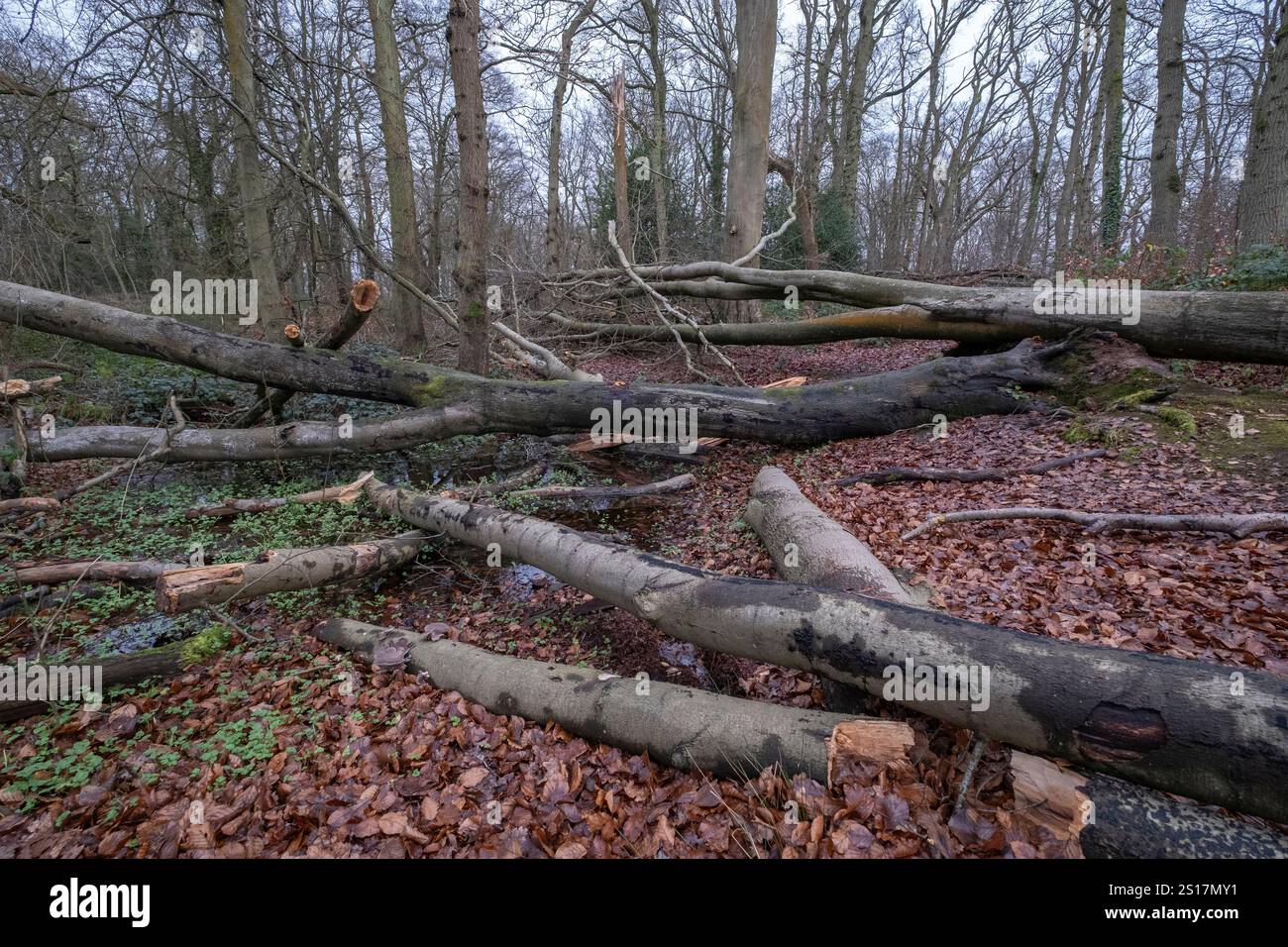 Les arbres endommagés par la tempête hivernale se trouvent sur le sol dans les bois du Worcestershire, en Angleterre. Les vents violents abattirent de nombreux arbres plus grands. Banque D'Images