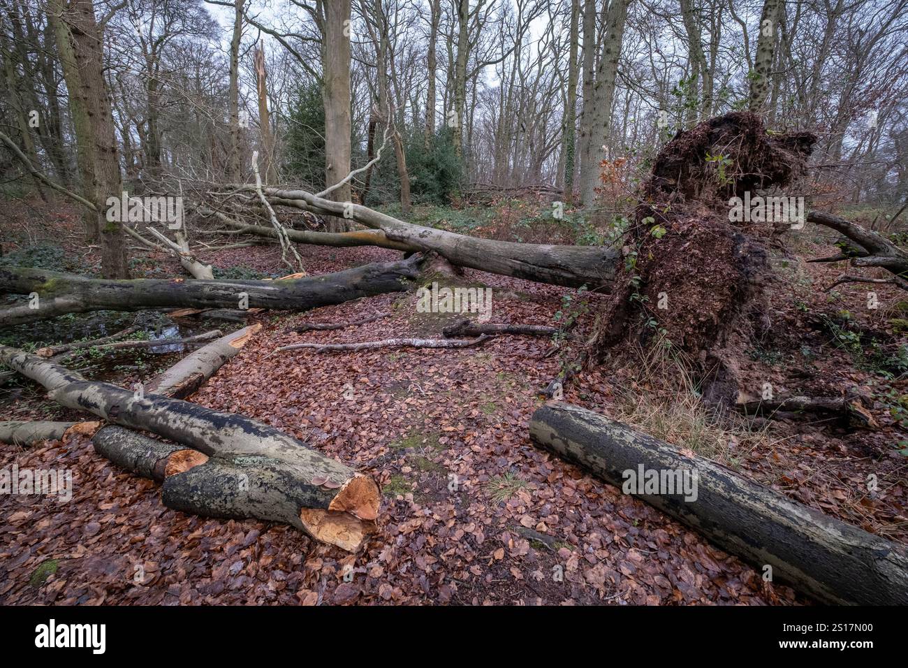 Les arbres endommagés par la tempête hivernale se trouvent sur le sol dans les bois du Worcestershire, en Angleterre. Les vents violents abattirent de nombreux arbres plus grands. Banque D'Images